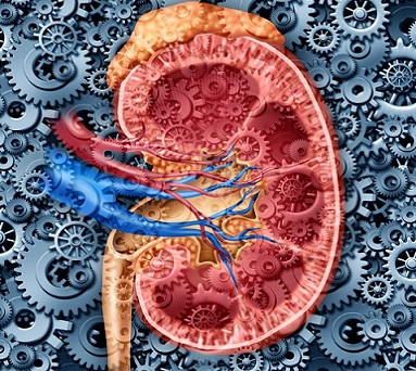 Kidneys vaccum cleaners of the body